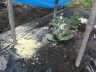 黄玉、大玉スイカを植えました